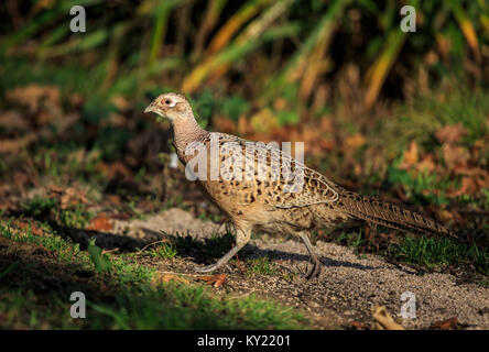 Ein Ring-necked pheasant Henne Stockfoto