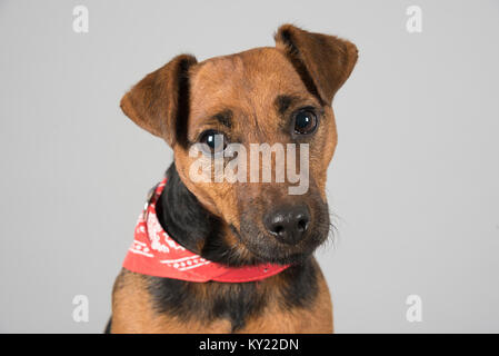 Porträt einer Fell Terrier (Lakeland Terrier & patterdale Terrier Mix) Hündin, 4yrs alt, UK. Stockfoto