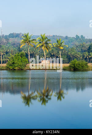 Drei Kokospalmen und ihre Reflexion in der ruhigen backwaters am Madkai, Goa, Indien Stockfoto