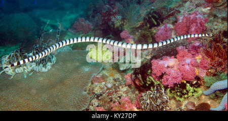 Gebänderte Meer Krait, oder, Gelb-lippigen Meer Krait (Laticauda colubrina), venoumous Seeschlange, Sabang Beach, Mindoro, Philippinen, Pazifischer Ozean, Asien Stockfoto