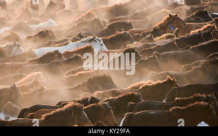 Peking, China Autonome Region Innere Mongolei. 6. Januar, 2017. Pferde galoppieren auf einer Weide Xilinhot, North China Autonome Region Innere Mongolei, Jan. 6, 2017. Credit: Lian Zhen/Xinhua/Alamy leben Nachrichten Stockfoto