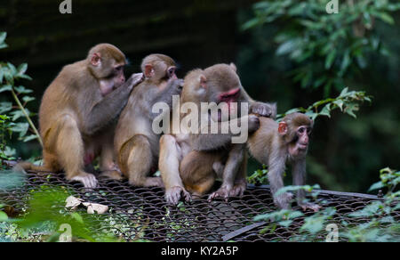 Peking, China. 1. Okt 2017. Wilden Rhesusaffen sitzen in der Reihenfolge bis Läuse an der Guanshan National Nature Reserve in der ostchinesischen Provinz Jiangxi, Oktober 1, 2017. Credit: Hu Dunhuang/Xinhua/Alamy leben Nachrichten Stockfoto