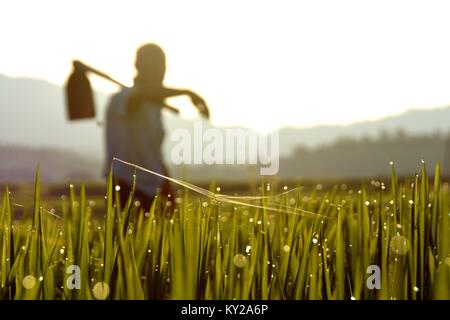 Peking, China. 7 Aug, 2017. Ein Bauer arbeitet, in die Felder im Huashan Dorf Shuangfeng Grafschaft, die Zentrale China Provinz Hunan, Aug 7, 2017, der Tag der "Beginn der Herbst' in der chinesischen solar Begriff. Credit: Li Jianxin/Xinhua/Alamy leben Nachrichten Stockfoto