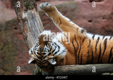 Nürnberg, Deutschland. 12 Jan, 2018. Eine Sibirische Tiger (Panthera tigris altaica) auf dem Rücken in seinem Käfig im Zoo in Nürnberg, Deutschland, 12. Januar 2018 liegen. Credit: Daniel Karmann/dpa/Alamy leben Nachrichten Stockfoto