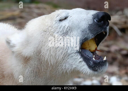 Nürnberg, Deutschland. 12 Jan, 2018. Ein Eisbär (Ursus maritimus) Essen eine Birne in seinen Käfig im Zoo in Nürnberg, Deutschland, 12. Januar 2018. Credit: Daniel Karmann/dpa/Alamy leben Nachrichten Stockfoto