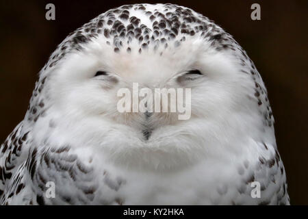 Nürnberg, Deutschland. 12 Jan, 2018. Eine Schnee-eule (Bubo scandiacus) in seinem Käfig im Zoo in Nürnberg, Deutschland, 12. Januar 2018 sitzen. Credit: Daniel Karmann/dpa/Alamy leben Nachrichten Stockfoto