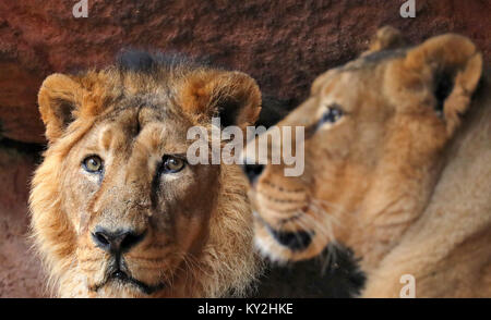 Nürnberg, Deutschland. 12 Jan, 2018. Zwei Löwen (Panthera leo) Entspannung an einem abgeschiedenen Ort der Käfig im Zoo in Nürnberg, Deutschland, 12. Januar 2018. Credit: Daniel Karmann/dpa/Alamy leben Nachrichten Stockfoto