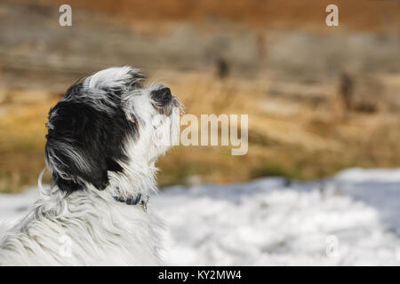 Tibet Terrier Welpen sitzen auf Schnee und oben zu schauen. Nahaufnahme Foto von einem schwarzen und weißen Hund, Winter, große Kopie Raum Stockfoto