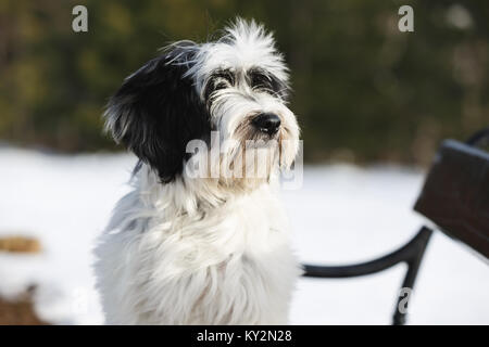 Tibet Terrier Welpen sitzen auf einer Parkbank im Winter, selektiven Fokus Stockfoto