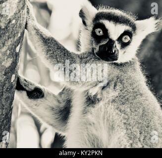 Ring-tailed Lemur, Lemur catta, in einem Baum Australia Zoo, Beerwah, Queensland, Australien Stockfoto