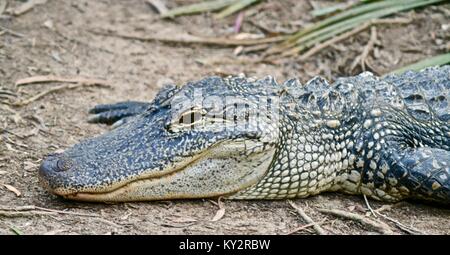 American alligator, Alligator mississippiensis, Australia Zoo, Beerwah, Queensland, Australien Stockfoto