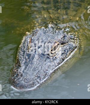 American alligator, Alligator mississippiensis, Australia Zoo, Beerwah, Queensland, Australien Stockfoto
