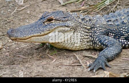 American alligator, Alligator mississippiensis, Australia Zoo, Beerwah, Queensland, Australien Stockfoto