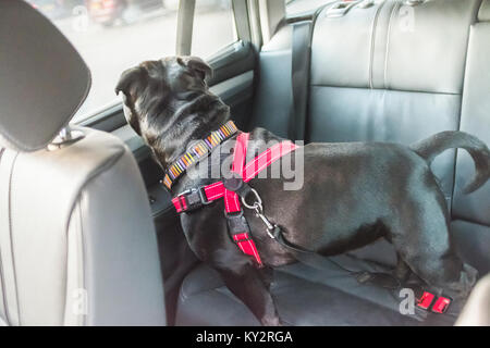Schwarz Staffordshire Bull Terrier Hund auf dem Rücksitz des Autos mit Ledersitzen, sicher mit einem roten Kabelbaum und Sicherungsband im Sitz befestigt befestigt werden Stockfoto
