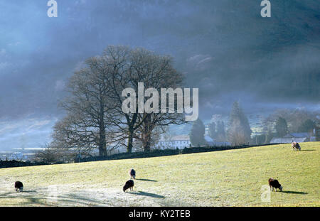 Fruchtbare Weiden von Borrowdale-tal im Lake District National Park Cumbria England Großbritannien Stockfoto