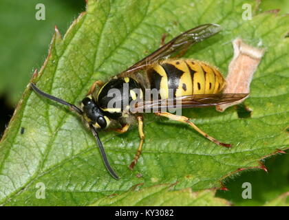 Gemeinsamen Europäischen Wespen (Vespula vulgaris) auf einem Blatt Stockfoto