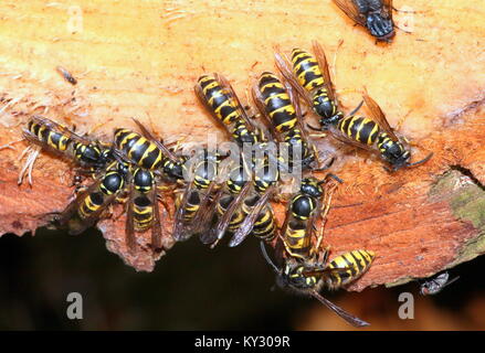 Gruppe der Gemeinsamen Europäischen Wespen (Vespula vulgaris) Fütterung auf Auf pine Baumharz. Stockfoto