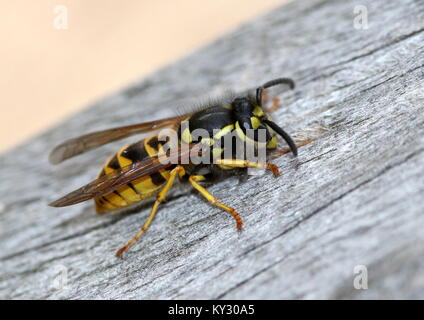 Gemeinsame Europäische Wespe (Vespula vulgaris) Fütterung auf Holz Stockfoto