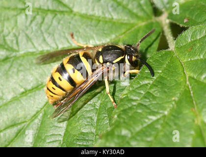 Gemeinsamen Europäischen Wespen (Vespula vulgaris) auf einem Blatt Stockfoto