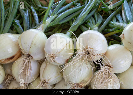 Ailsa Craig geernteten Zwiebeln' Allium cepa". Stockfoto