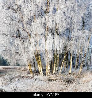 Winter stark mattierte Bäume und Gräser Ansons Bank auf Cannock Chase Gebiet von außergewöhnlicher natürlicher Schönheit in Spring Staffordshire Stockfoto