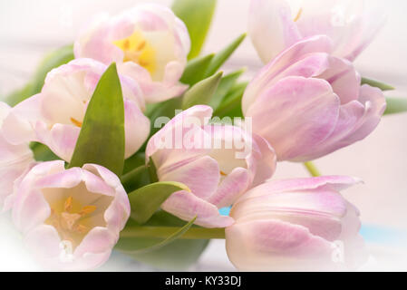 Bündel von Pastell rosa Tulpen Nahaufnahme Stockfoto