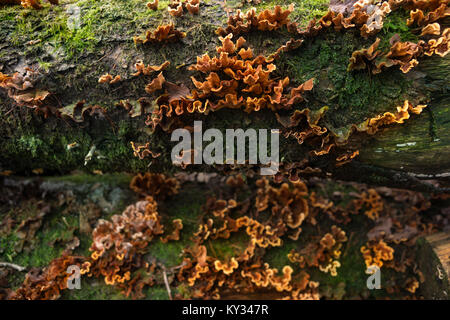 Orange Pilz Trametes Detail auf einem toten Baumstamm Stockfoto