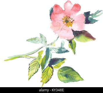 Single rose watercolor Vektor auf Weiß. Stock Vektor