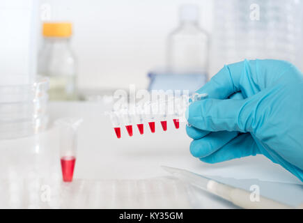 Proben-DNA mittels PCR in der behandschuhten Hand verstärken Stockfoto