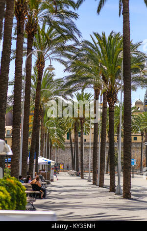 Genua (Genova), Italien - Wandern Gasse mit hohen Palmen im Alten Hafen Stockfoto