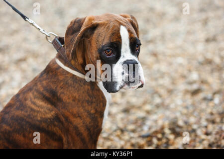 Portrait von Boxer Welpe Hund am Strand Stockfoto