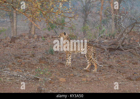 Gepard Acinonyx jubatus im Profil in den afrikanischen Wäldern an surise Stockfoto