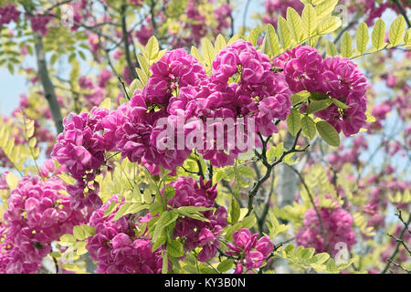 Blühende Akazie stieg im Frühling, Italien Stockfoto