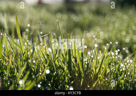 Tautropfen auf dem Gras nach einem sehr nebligen Nacht Abholung am frühen Morgen Sonnenlicht Stockfoto