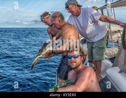 Eine Unechte Karettschildkröte gefangen in einem Fischernetz im Atlantischen Ozean ist gerettet und frei von Matrosen auf einem Segelboot. Stockfoto