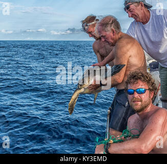 Eine Unechte Karettschildkröte gefangen in einem Fischernetz im Atlantischen Ozean ist gerettet und frei von Matrosen auf einem Segelboot. Stockfoto