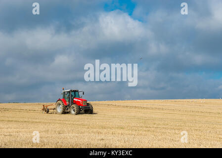 Roter Traktor arbeiten in einem großen Feld im September Sonnenschein. Stockfoto