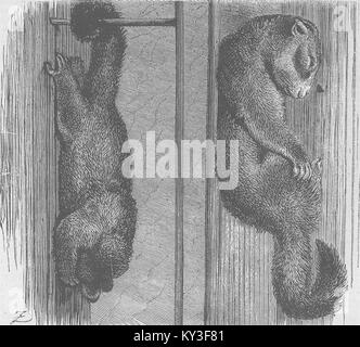 Tiere komfortable Schlafräume 1874. Die Grafik Stockfoto