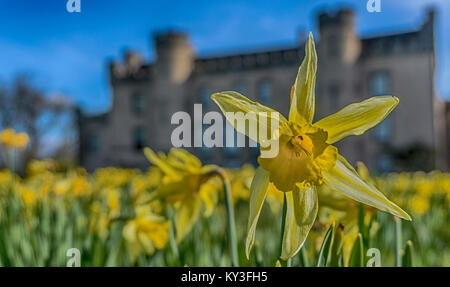 Narzisse am Haus des Binns, West Lothian Stockfoto