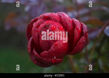 Bloody Rose. Eine Rose sterben in den ersten Tagen des Winters. Stockfoto