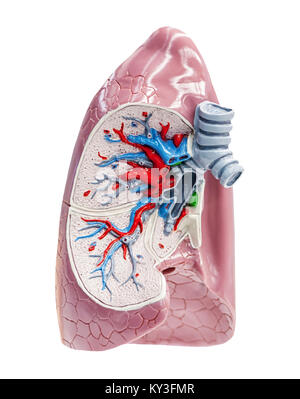 Menschliche lungen auf Weiß Querschnitt isoliert, Bildungswesen, Stockfoto