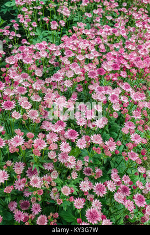 ASTRANTIA MAJOR 'ROMA' Stockfoto