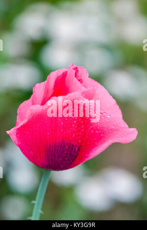 PAPAVER SOMNIFERUM - SCHLAFMOHN Stockfoto