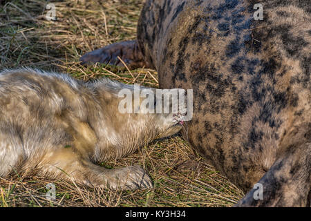 Ein neugeborenes Grau seal pup Säugling auf seine Mutter Donna Nook National Nature Reserve, Lincolnshire, England, Großbritannien Stockfoto