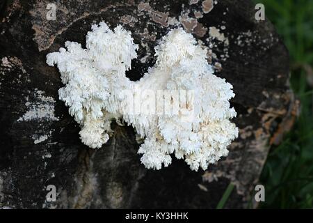 Ästiger Stachelbart Pilz, Hericium coralloides, auch als Monkey's Kopf bekannt, Lion's mane, und Bear's Head, ist ein traditionelles und hoch geschätzte Med Stockfoto