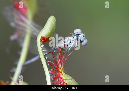 Runde-leaved Sonnentau (Drosera rotundifolia), ist die Fütterung auf arktischen bluet (Coenagrion johanssoni) Stockfoto