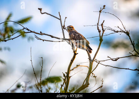 Oder Mäusebussard Buteo buteo auf Ast Stockfoto