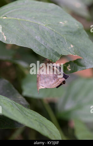 Indische Blatt Butterfly: Kallima paralekta. Schmetterlingshaus, UK. Stockfoto