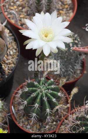 Leucantha Echnopsis, auch als Königin der Nacht Kaktus, Blüte in einem Topf in einem englischen Gewächshaus, Großbritannien Stockfoto