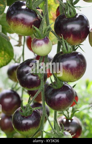 Solanum Lycopersicum "Bosque Blue' Tomate Pflanzensorte wächst an den Reben in einem Gewächshaus, England, Großbritannien Stockfoto